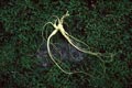 Root of a ginseng. A photo � Jury Shibnev.