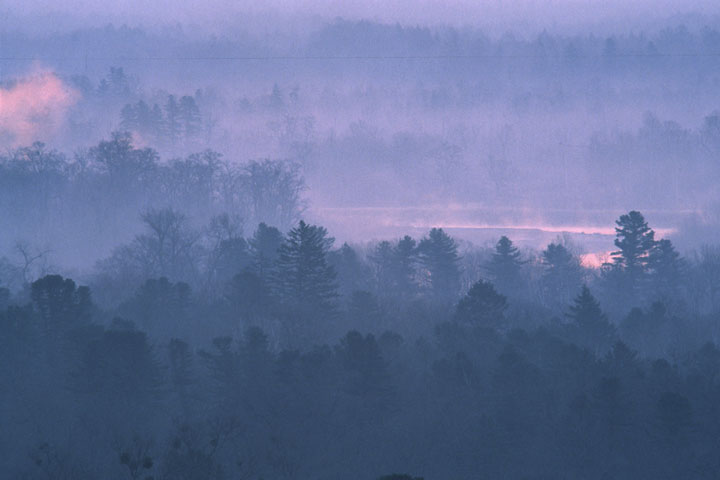 Subtropical wood on Bikinu. A photo � Konstanitin Mihajlov.