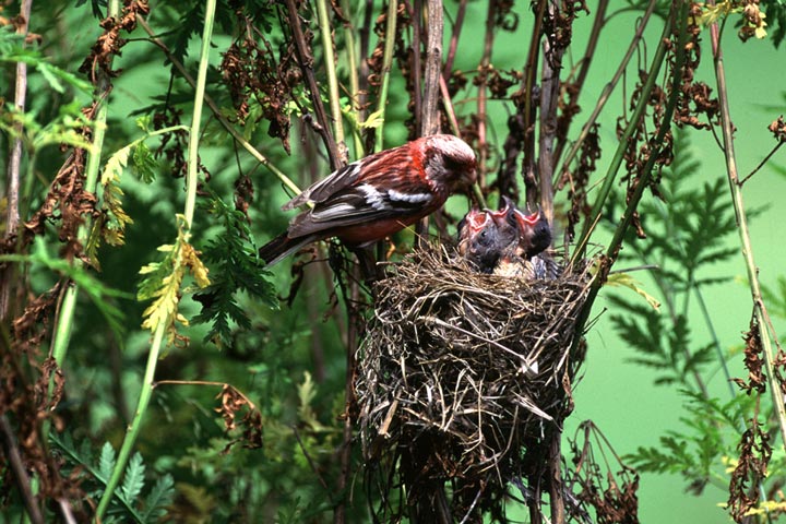 Dlinnohvostyj a bullfinch (uragus) � "popugajchik" ussurijskoj the grounds. A photo � Jury Shibnev.