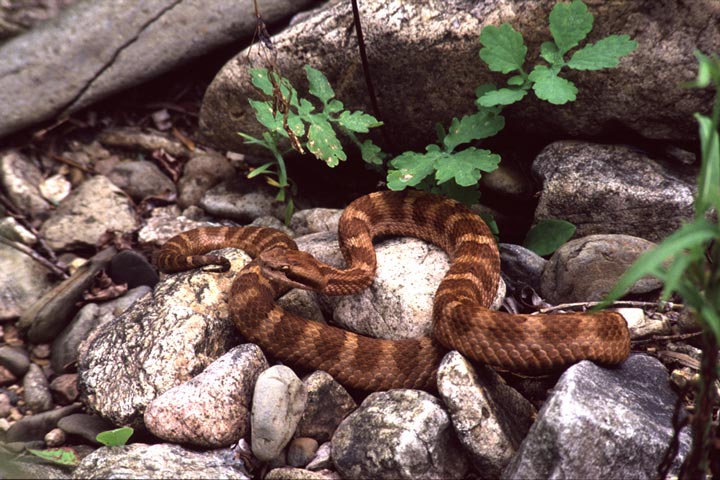 Stone shchitomordnik - a unique adder of edge Ussurijskogo. A photo � Jury Shibnev.