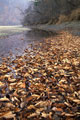Leaf fall on Bikine. A photo � Konstanitin Mihajlov.