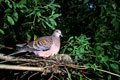 The big turtle-dove on a jack. A photo � Jury Shibnev.