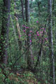 Ussurijskaja a taiga: kedrachi with a rhododendron. A photo � Konstanitin Mihajlov.
